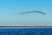 Black Skimmer Murmuration