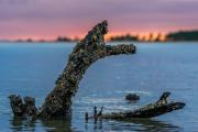 Sunset Barnacled Ghost Tree