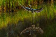 Tricolor Landing Reflection