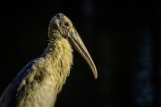 Pensive Wood Stork