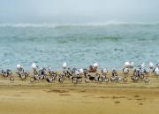 Black Skimmers, Through the Fog and Into the Wind