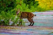 Chalk Road Bobcat