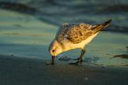 A western sandpiper forages along the shore of Captain Sam