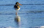 Oyster Catcher STroll