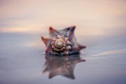 Seashells reflected on the beach