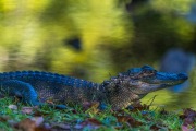 Young Alligator In the Pond