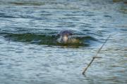 Young Dolphin Calf, Making Waves