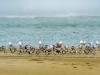 Black Skimmers, Through the Fog and Into the Wind