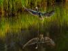 Tricolor Landing Reflection