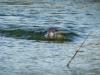 Young Dolphin Calf, Making Waves