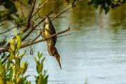 Crafty Green Heron