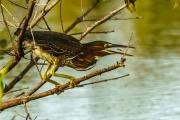 Crafty Green Heron