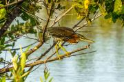 Crafty Green Heron