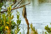 Crafty Green Heron