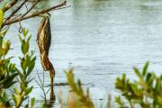 Crafty Green Heron