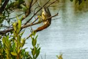 Crafty Green Heron