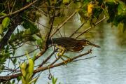 Crafty Green Heron