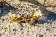 Ghost Crab