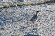 Least Tern Chicks