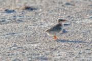 Least Tern Chicks