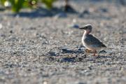 Least Tern Chicks