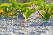 Least Tern Chicks