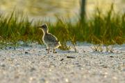 Least Tern Puffballs