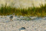 Least Tern Puffballs