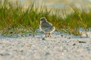 Least Tern Puffballs