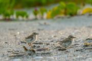 Least Tern Puffballs