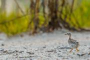 Least Tern Puffballs