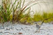 Least Tern Puffballs