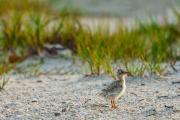 Least Tern Puffballs