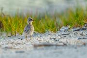 Least Tern Puffballs