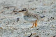 Least Tern Puffballs