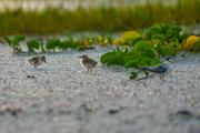 Least Tern Puffballs