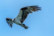 Osprey In Flight