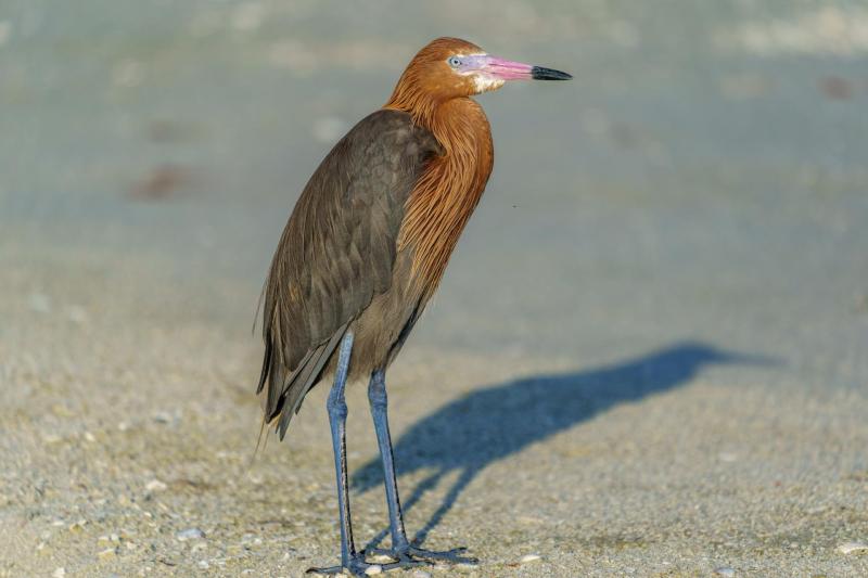 Reddish Egret Dance