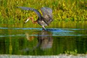 Reddish Egret Dance