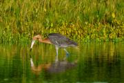 Reddish Egret Dance