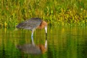 Reddish Egret Dance