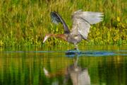 Reddish Egret Dance