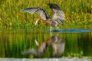 Reddish Egret Dance