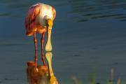 Roseate Spoonbill Self Reflection