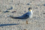 Royal Tern