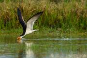 Skimmers on Approach