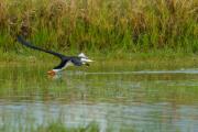 Skimmers on Approach