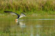 Skimmers on Approach