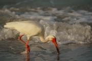 White Ibis In the Surf