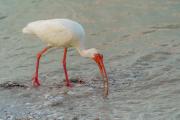 White Ibis In the Surf